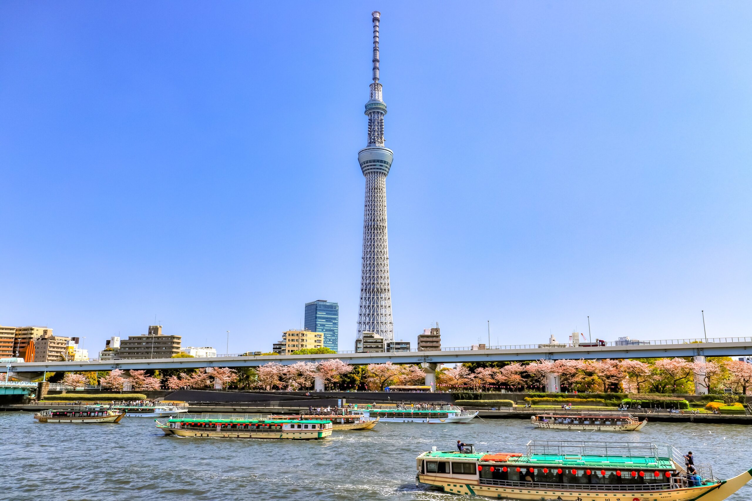 Sumida River in Spring