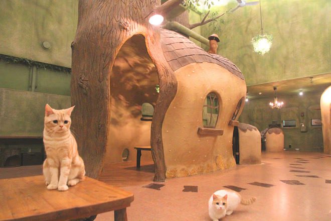 Tokyo Cat Café in Kichijoji – Forest-Themed Experience