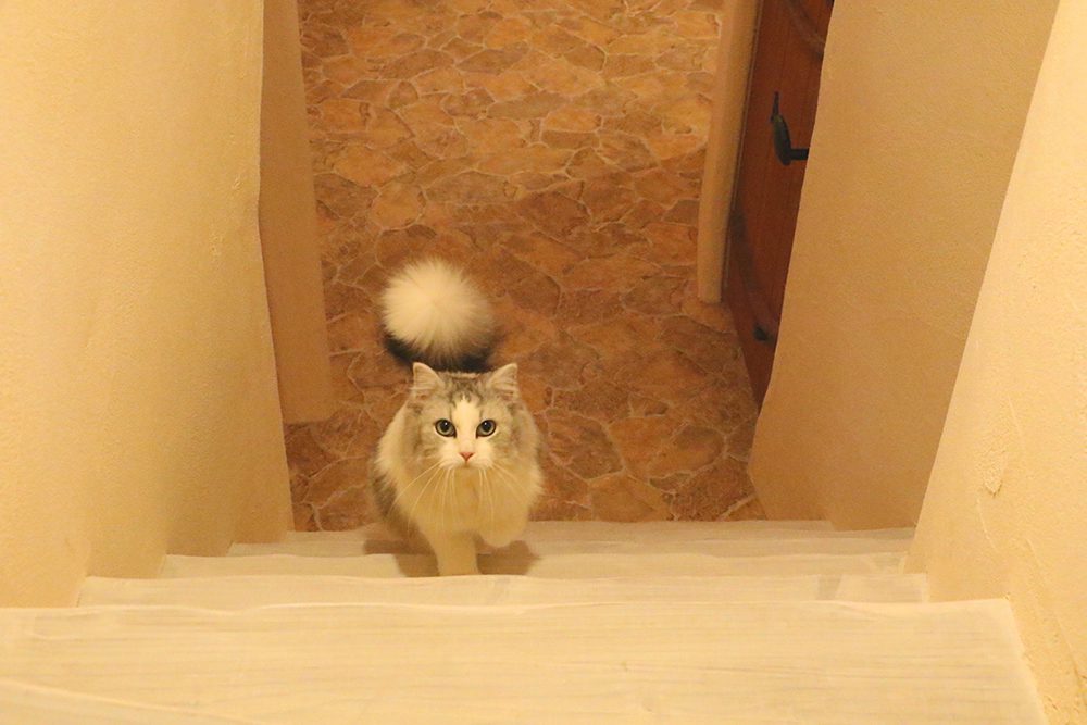 Tokyo Cat Café in Kichijoji – Castle Themed